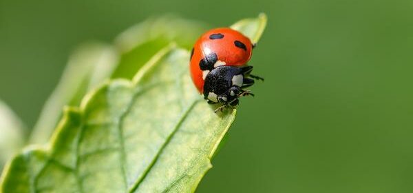 Spiritual Meaning of Ladybug