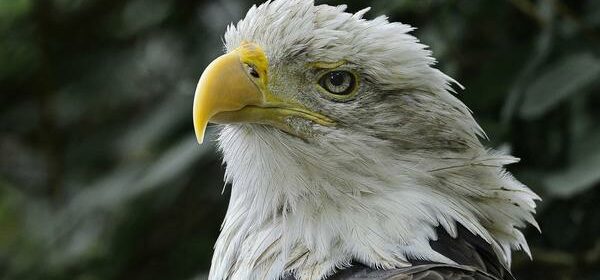 Spiritual Characteristics of an Eagle