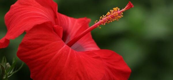 What Is the Spiritual Meaning of Hibiscus
