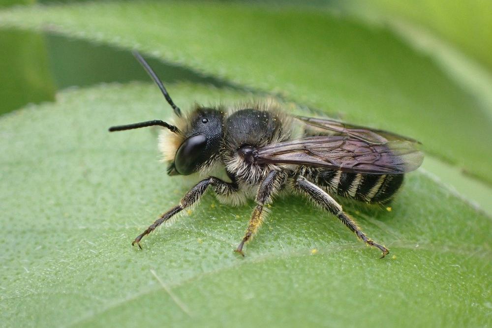 The Spiritual Significance of Tiger Bee Flies in Native American and African Traditions