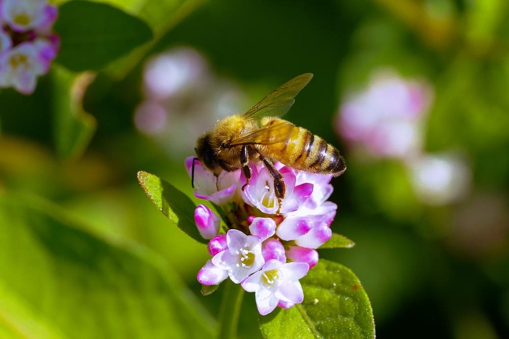 The Symbolism of Bee Landings: Abundance and Prosperity