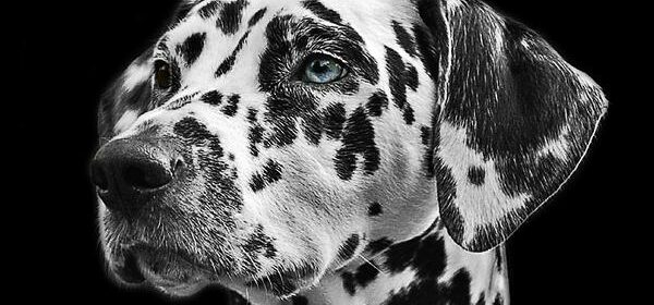 Dalmatian Dog Spiritual Meaning