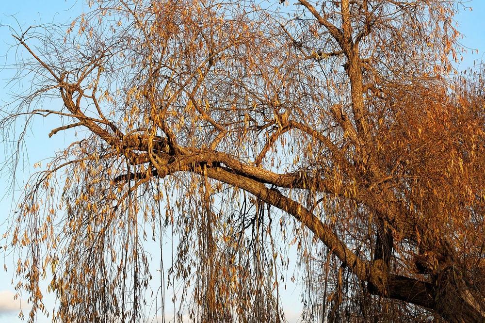 The Symbolic Power and Healing Properties of the Weeping Willow