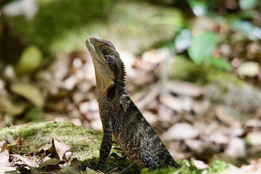 The Profound Connection Between Water Dragons and the Elemental Realm
