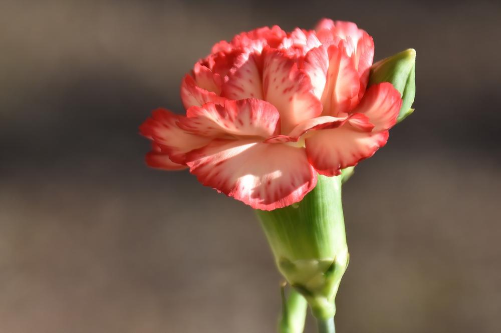The Symbolic Significance of Carnations in Christianity