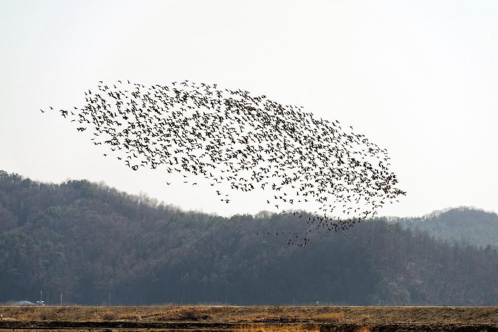 Uncovering the Symbolic Meaning of Birds Flocking
