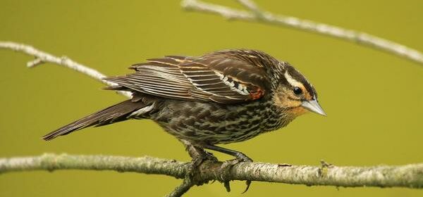 What Is the Spiritual Meaning of a Red Winged Blackbird