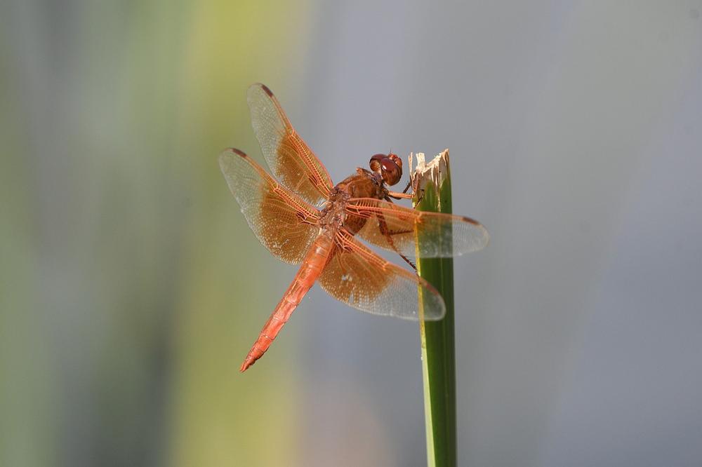 Understanding the Spiritual Meaning of Orange Dragonflies