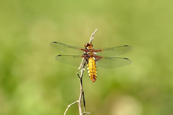Dragon Fly Spiritual Meaning