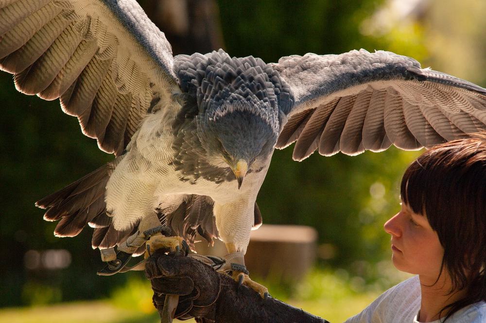 Harpy Eagle Legend and Symbolism