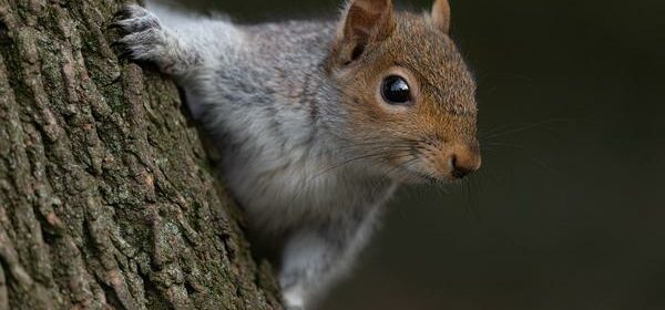 What Is the Spiritual Meaning of a Squirrel