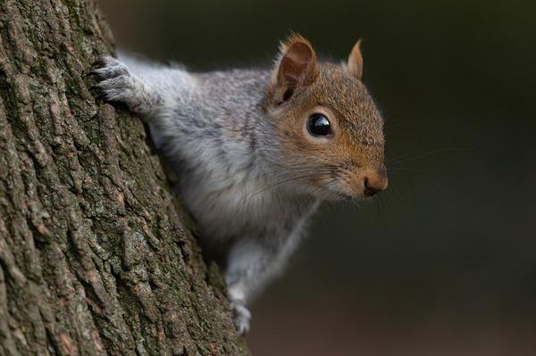 What Is the Spiritual Meaning of a Squirrel