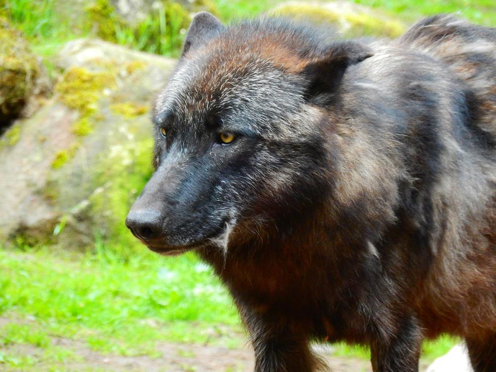 Embracing the Uniqueness and Wisdom of Black Wolves