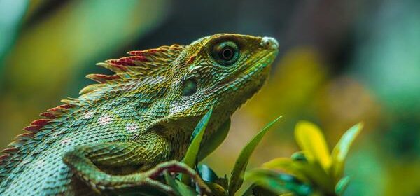 What Is the Spiritual Meaning of a Lizard
