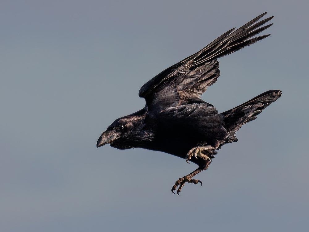 What Does It Mean Spiritually When You See a Crow?