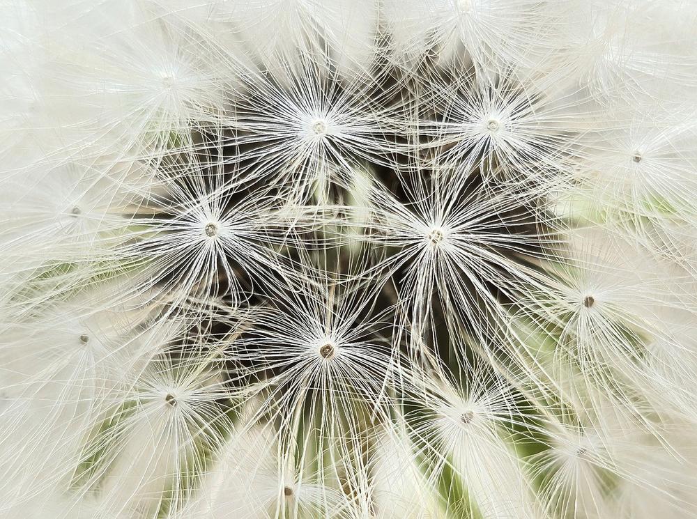 The Multifaceted Healing Abilities of Dandelions
