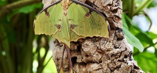 What Is the Spiritual Meaning of a Moth