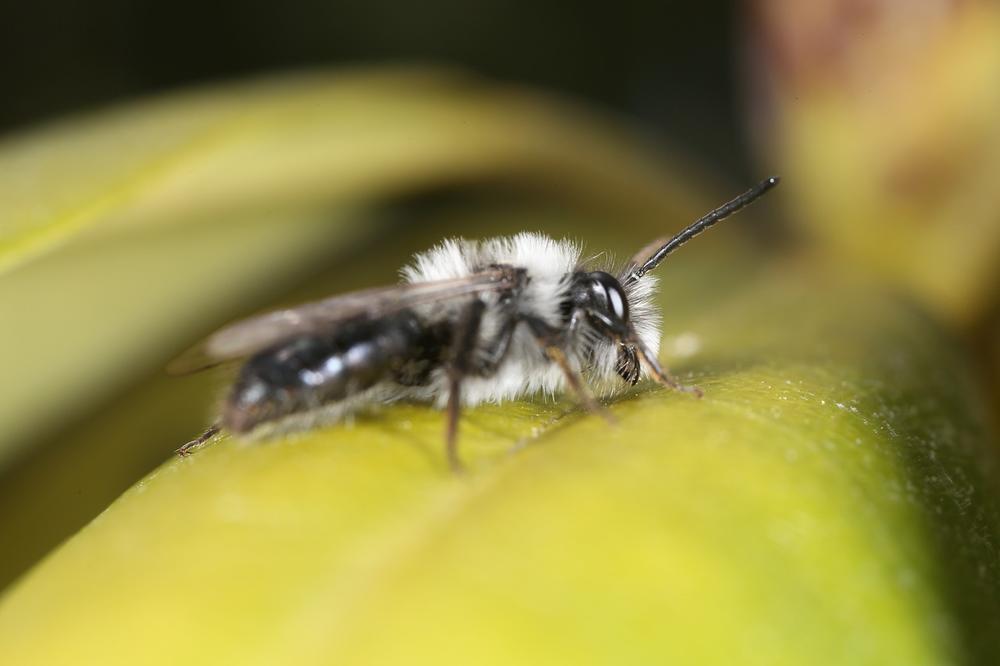 The Tiger Bee Fly as a Symbol of Personal Growth and Spiritual Transformation