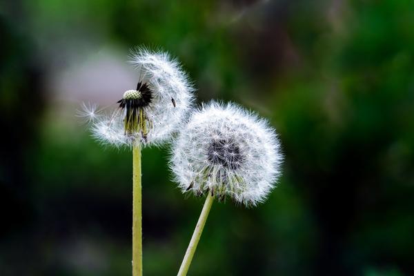 What Is the Spiritual Meaning of a Dandelion