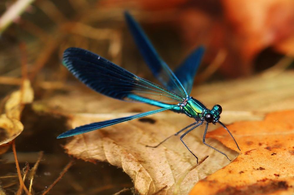 Dragonfly Representations in Native American Folklore