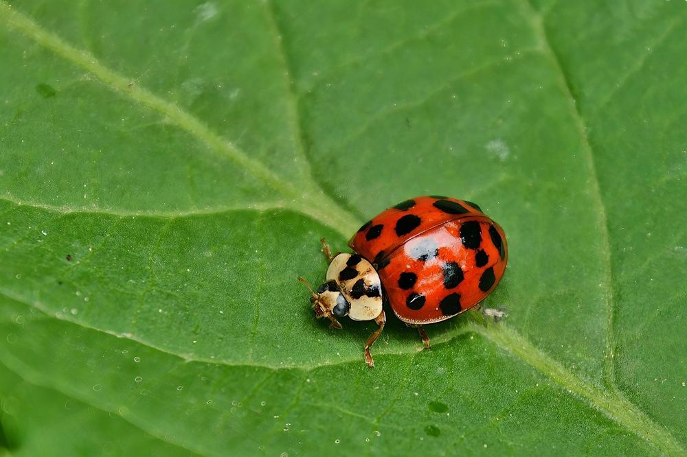 The Symbolism of Ladybugs: Love and Protection
