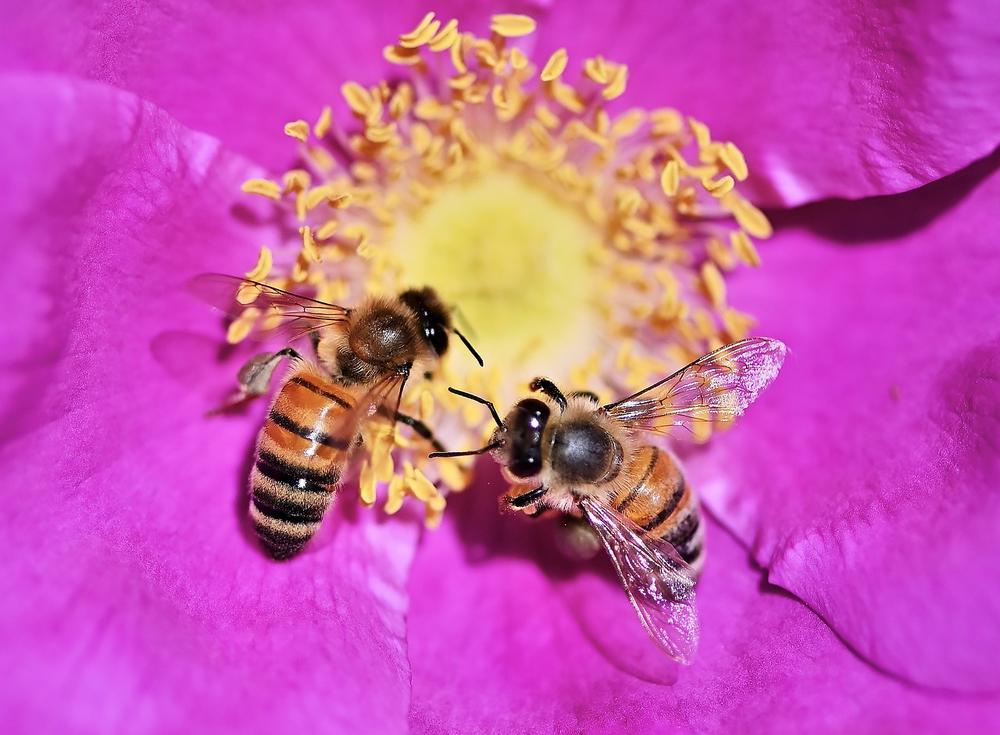 Fostering Bee Society Harmony for Sustainable Pollination