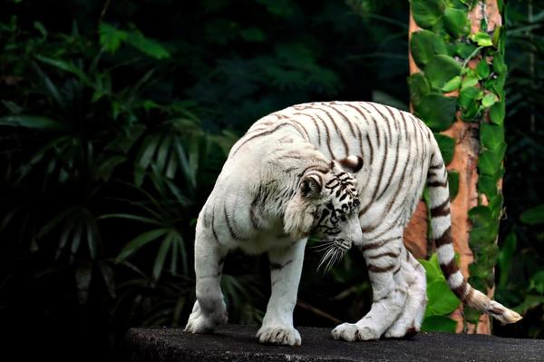 White Tiger Spiritual Meaning