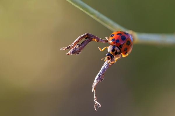 Ladybug Spiritual Meaning Twin Flame