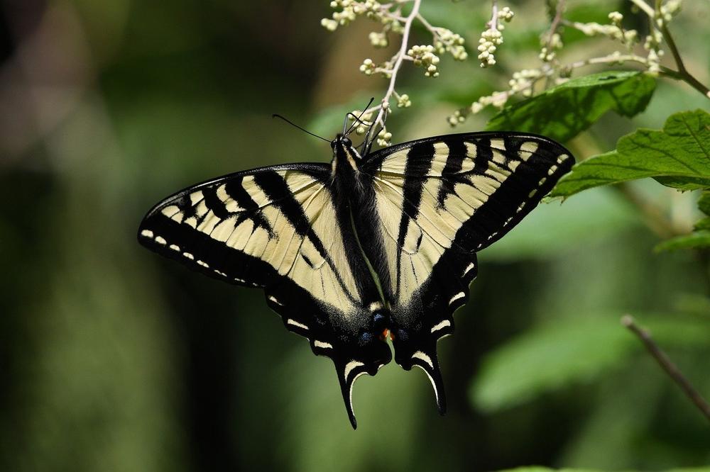 What Is the Spiritual Meaning of the Tiger Swallowtail Butterfly?