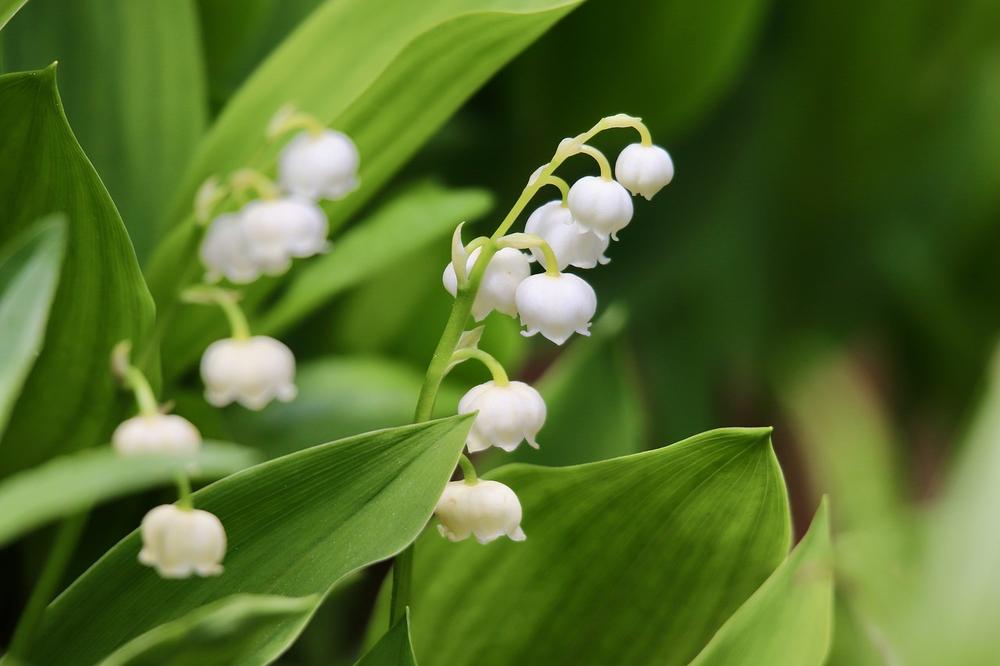 The Symbolic Meaning of Lilies of the Valley as the Birth Flower of May