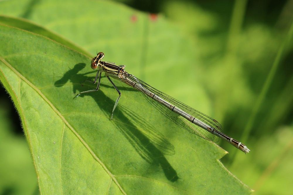Spiritual Meanings of Dragonflies