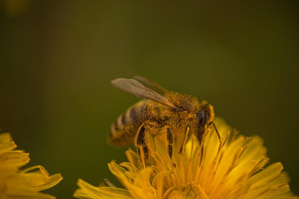 The Spiritual Meaning of Bee Pollen