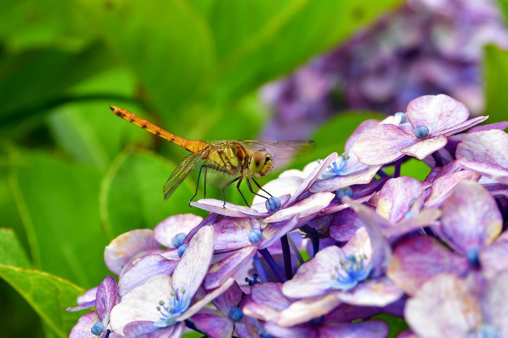 The Profound Meanings Behind Repeated Dragonfly Sightings