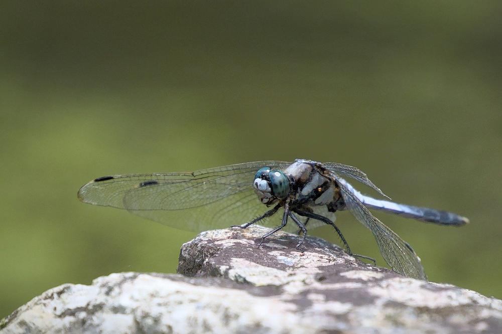 Symbolic Significance of a Dragonfly