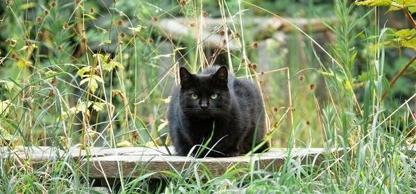 What Is the Spiritual Meaning of a Black Cat