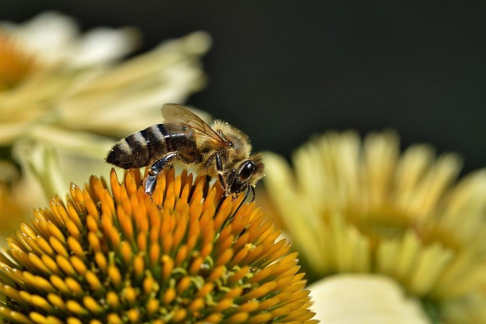 Bee as a Spiritual Messenger