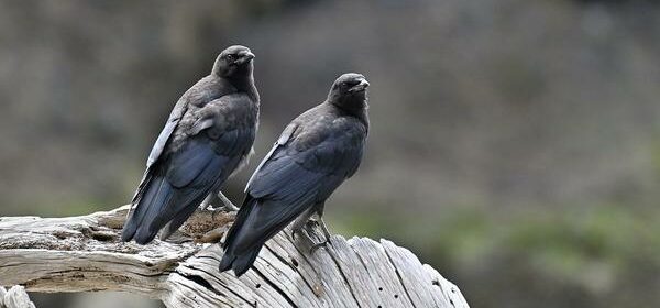 Christian Spiritual Meaning of Crows