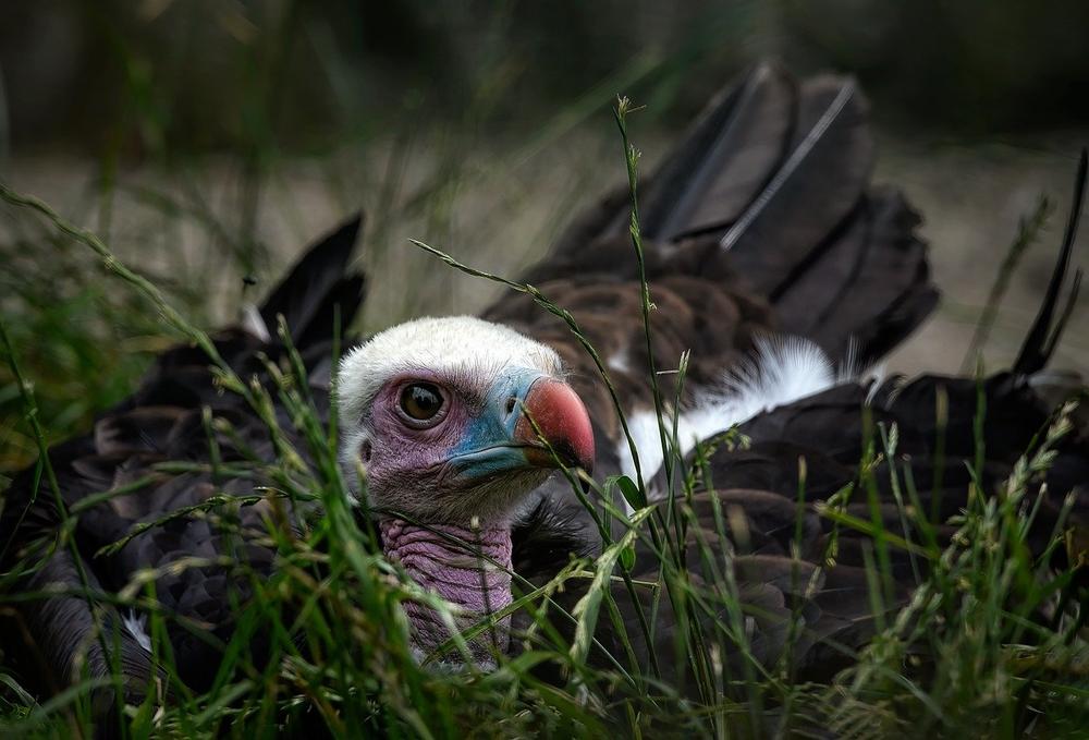 Symbolism of Vultures in Different Belief Systems