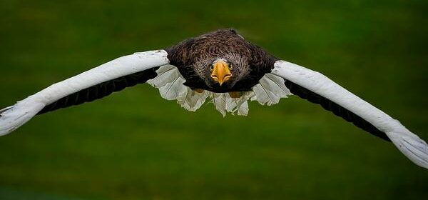 Eagle Represents Spiritual Protection