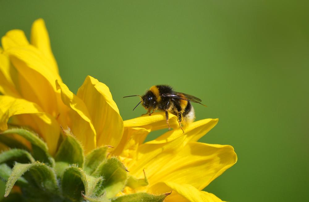 Bee Landings as a Source of Intuition and Inner Wisdom