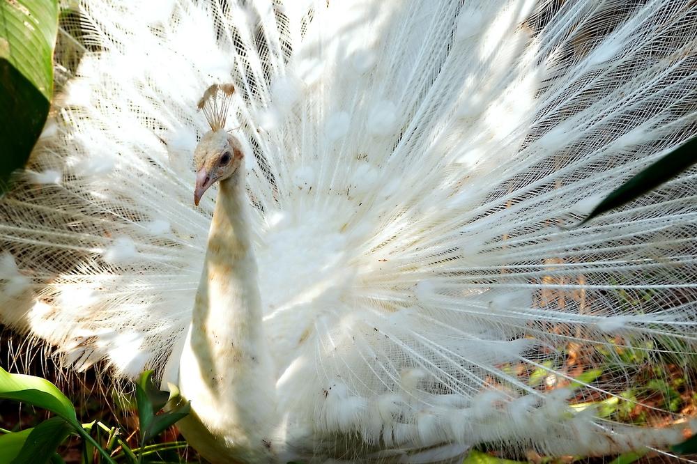 White Peacock Meaning and Symbolism
