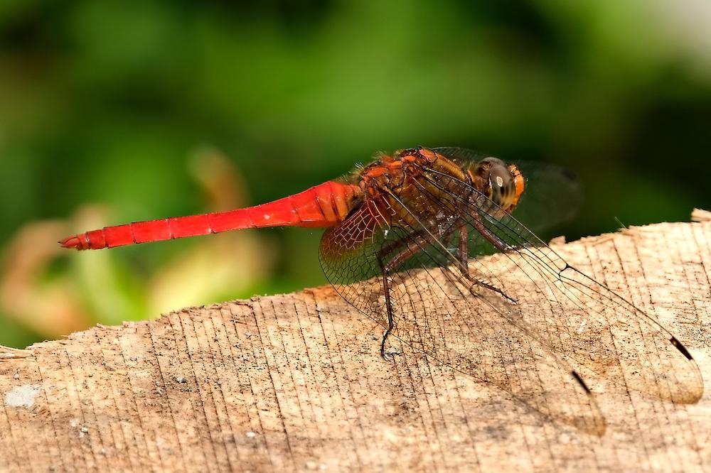 The Red Dragonfly as a Spiritual Messenger
