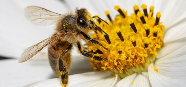 Spiritual Lessons From Honey Bees
