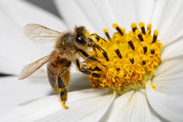 Spiritual Lessons From Honey Bees