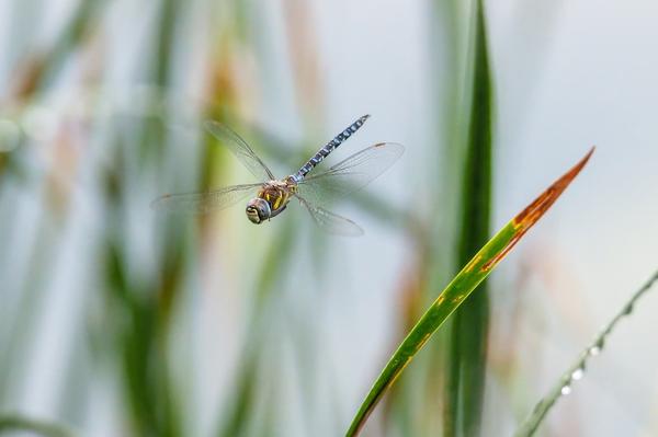 Spiritual Beauty of Dragonfly