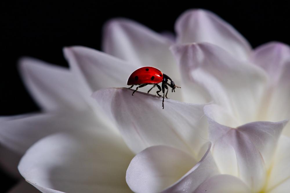 The Symbolic Significance of Ladybug Colors