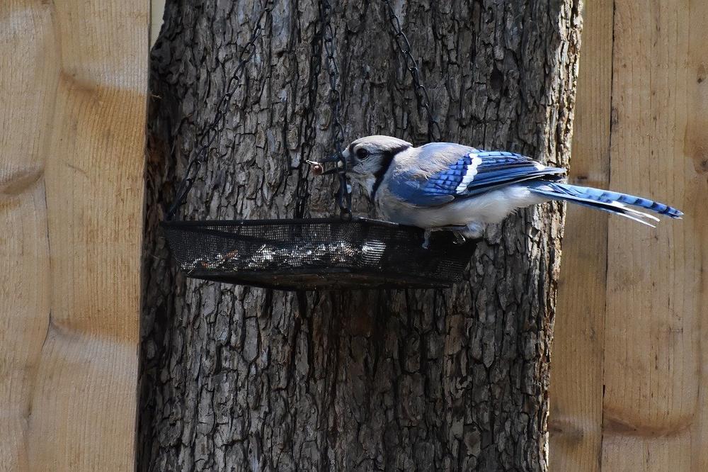 Blue Jay Power Animal Meaning