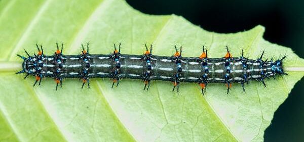 What Is the Spiritual Meaning of a Caterpillar