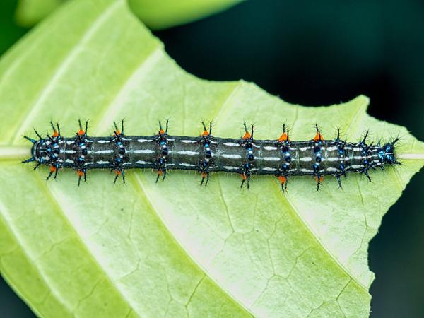 What Is the Spiritual Meaning of a Caterpillar