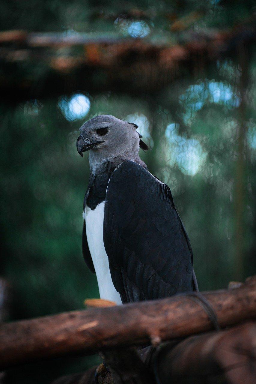 Harpy Eagle Symbolism in Different Cultures